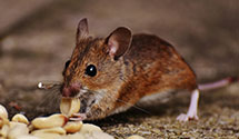 24 Hour & Emergency Exterminators in Tranquillity, CA